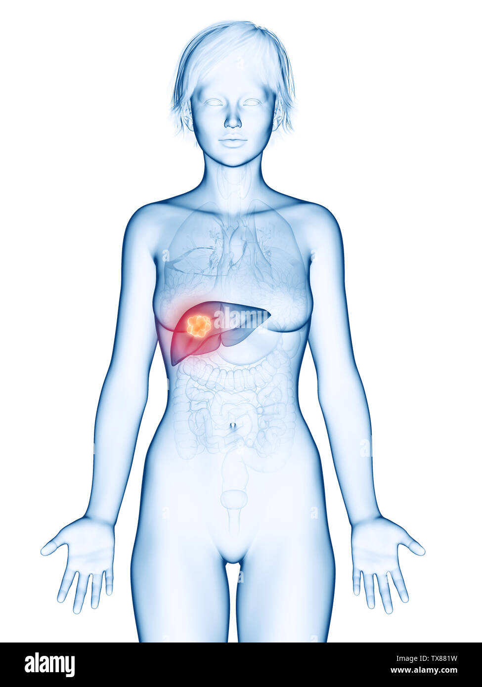 liver location in female body