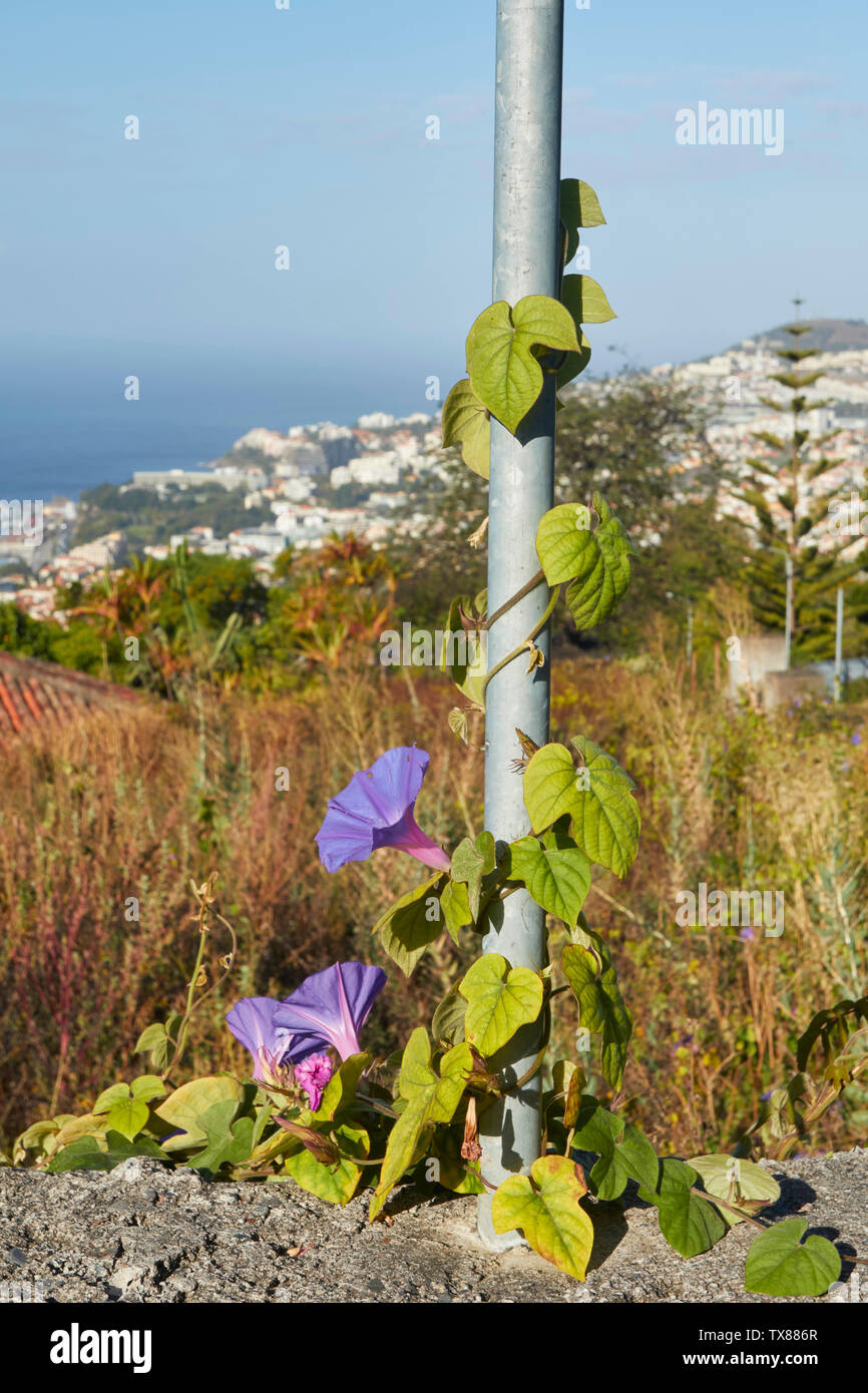 Wild Purple Bindweed High Resolution Stock Photography and Images - Alamy