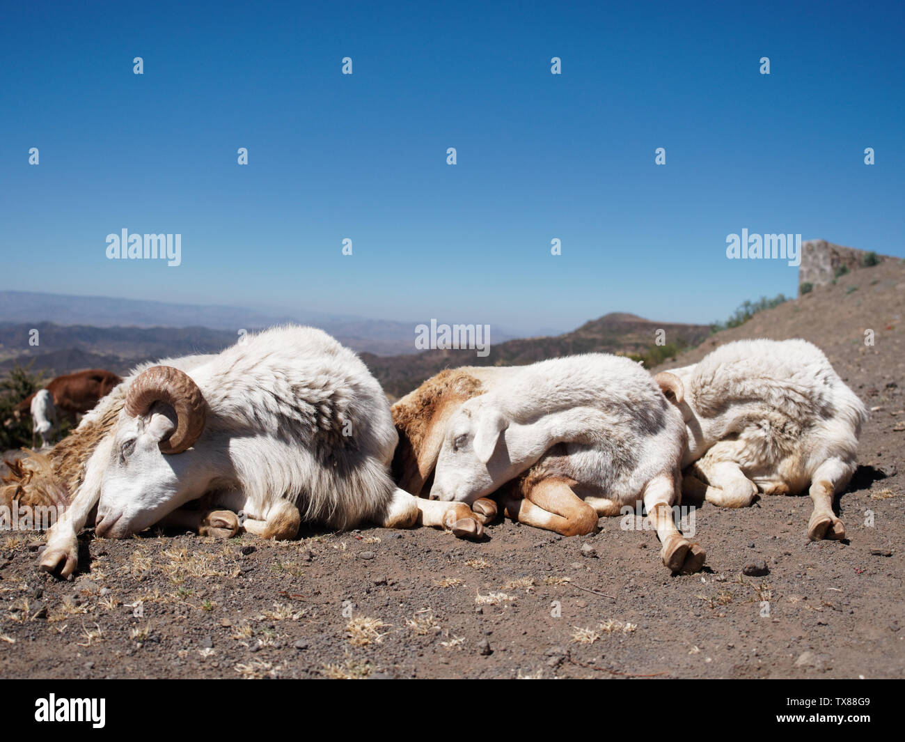 three sleeping sheep Stock Photo