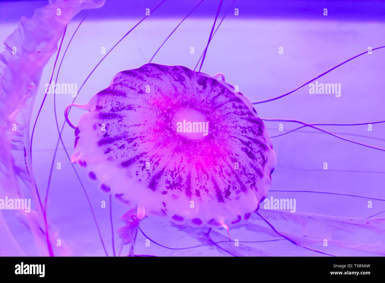 Shanghai Haichang Ocean Park jellyfish Stock Photo Alamy