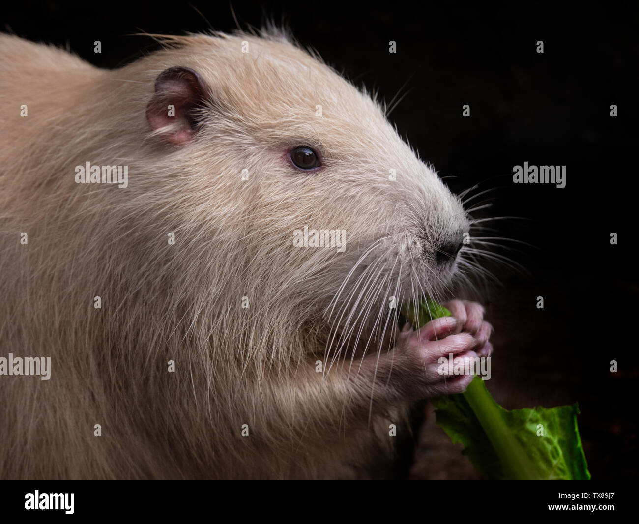Beaver skull hi-res stock photography and images - Alamy