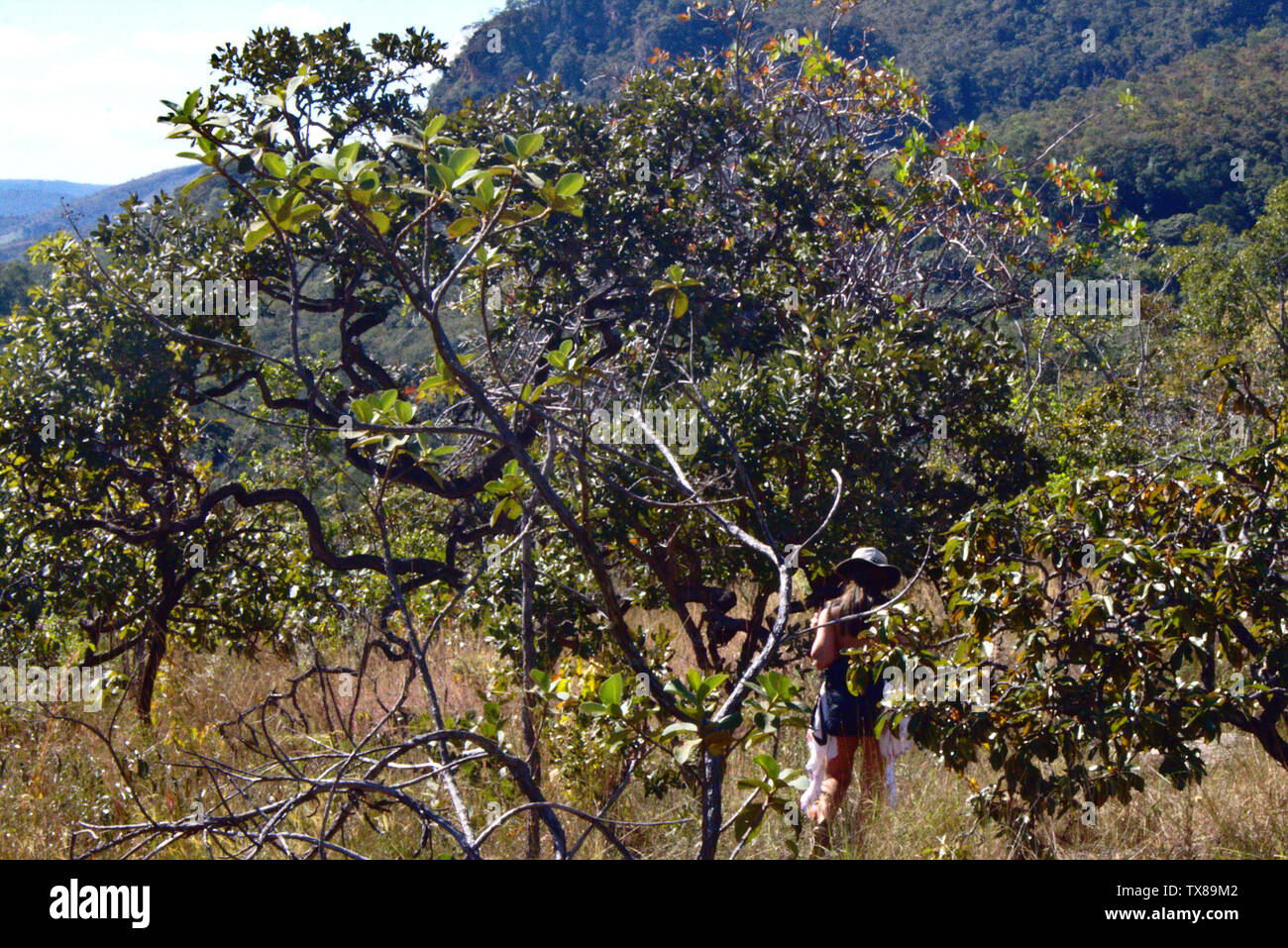 Cerrado savanna hi-res stock photography and images - Alamy