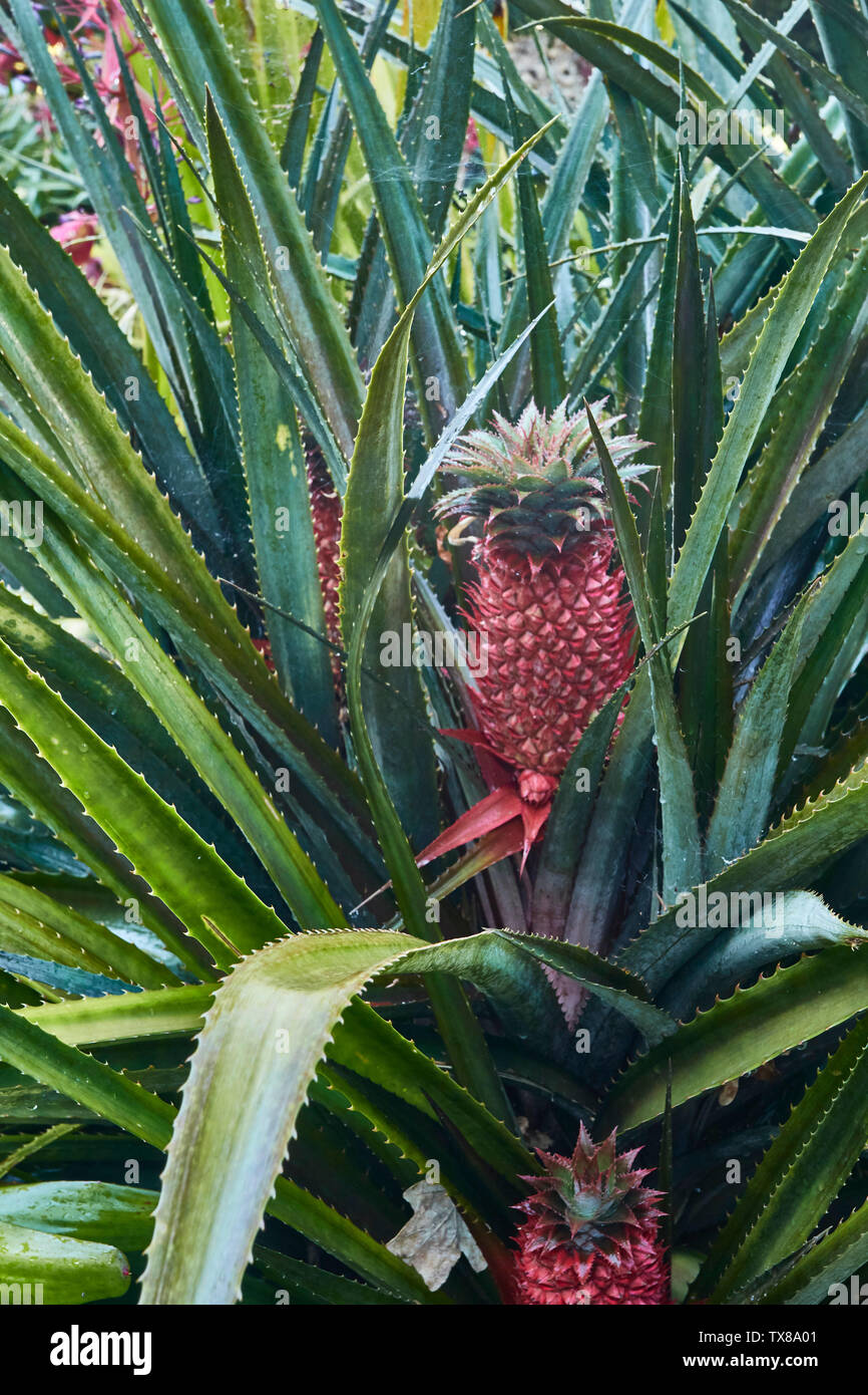 Bromeliacae Ananas nature portrait at the funchal botanic gardens, Madeira, Portugal, European Union Stock Photo