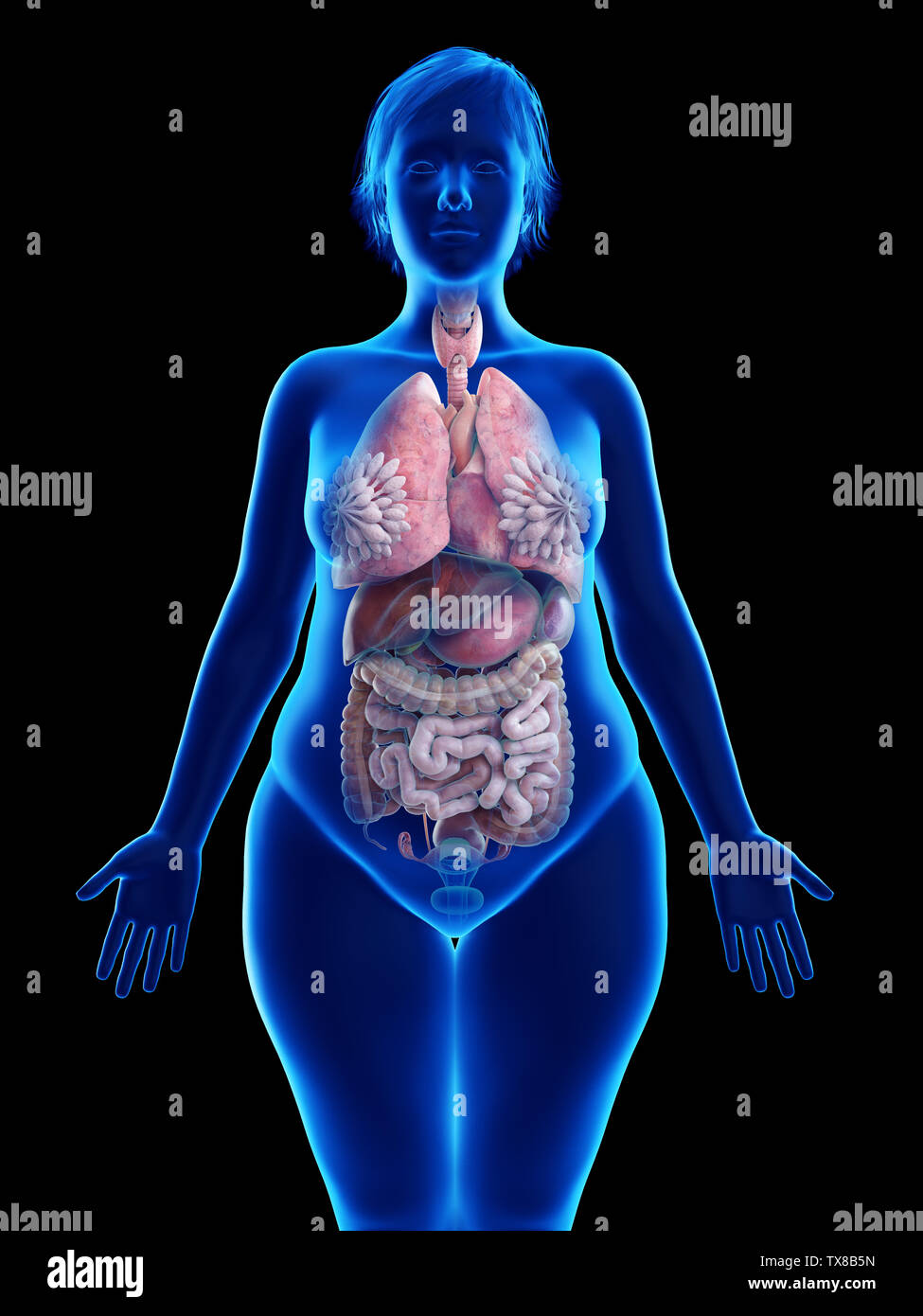 Анатомия женского тела