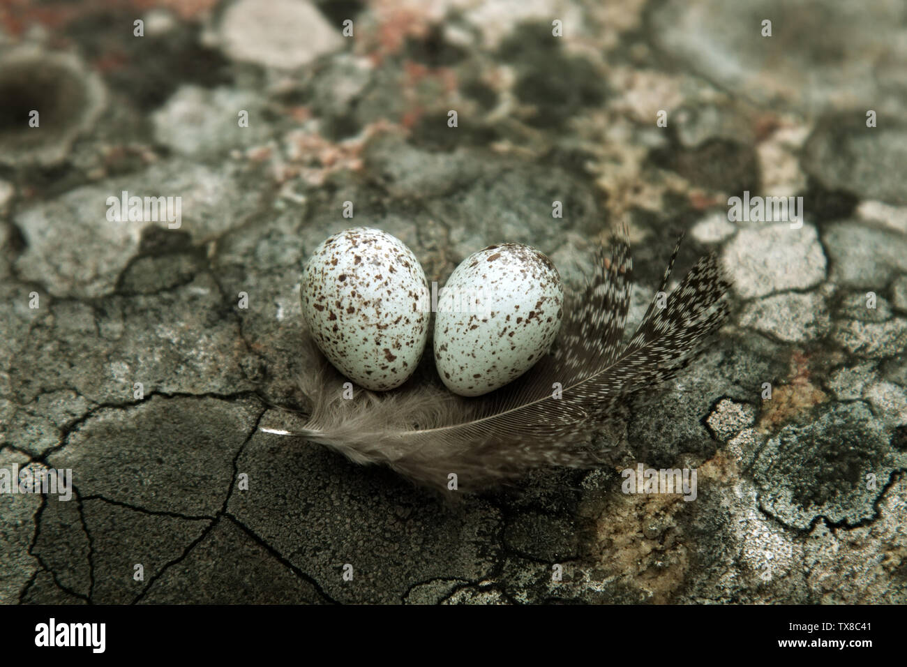 Guide to bird nests. The white Wagtail's nest (Motacilla alba) Tiny
