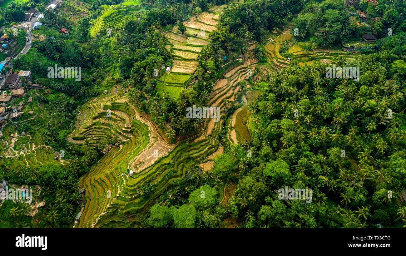 Rice Paddy Fields near Ubud in Bali, Indonesia. Stock Photo