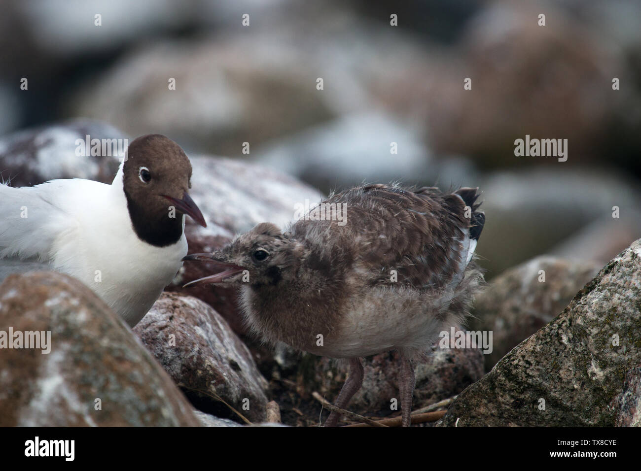Black-headed gulls (Larus ridibundus) feed their Chicks belching brought food, Chick begging for food, caring for offspring Stock Photo