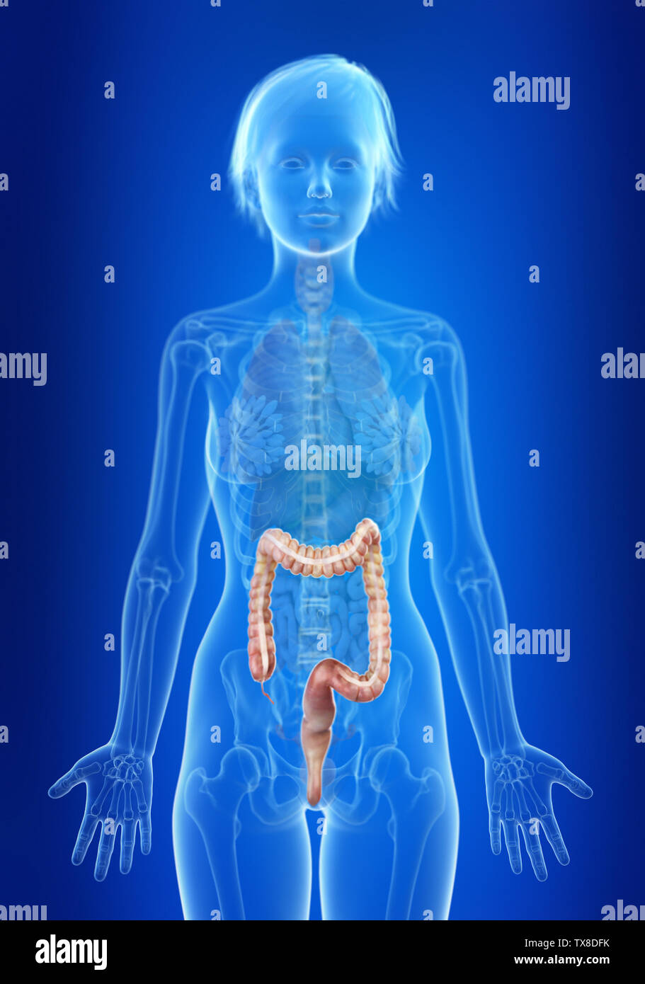 3d rendered medically accurate illustration of a womans colon Stock ...