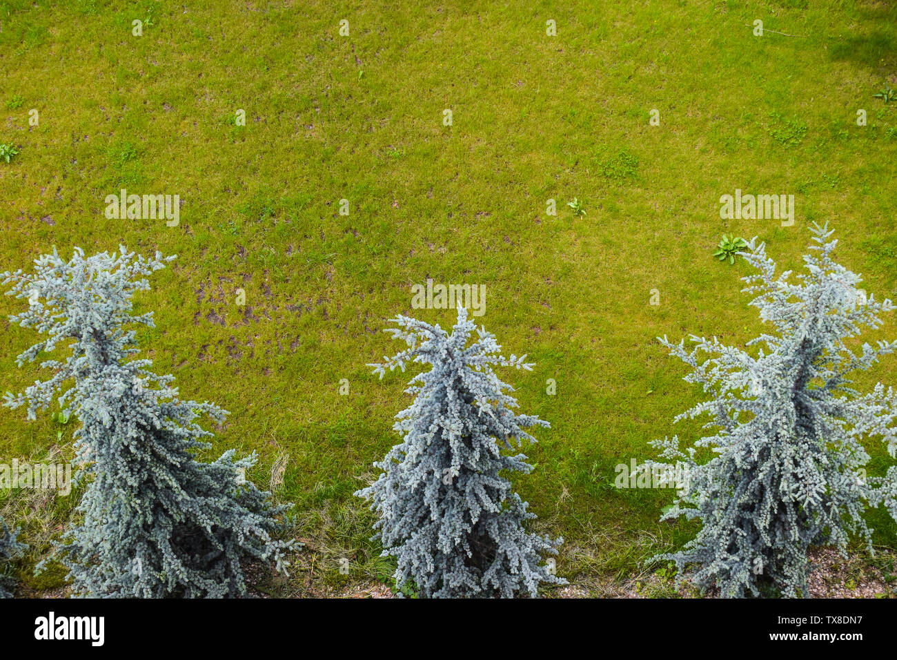 Aerial view of three white firs with green grass. Abies concolor, the white fir, is a coniferous tree in the pine family Pinaceae Stock Photo