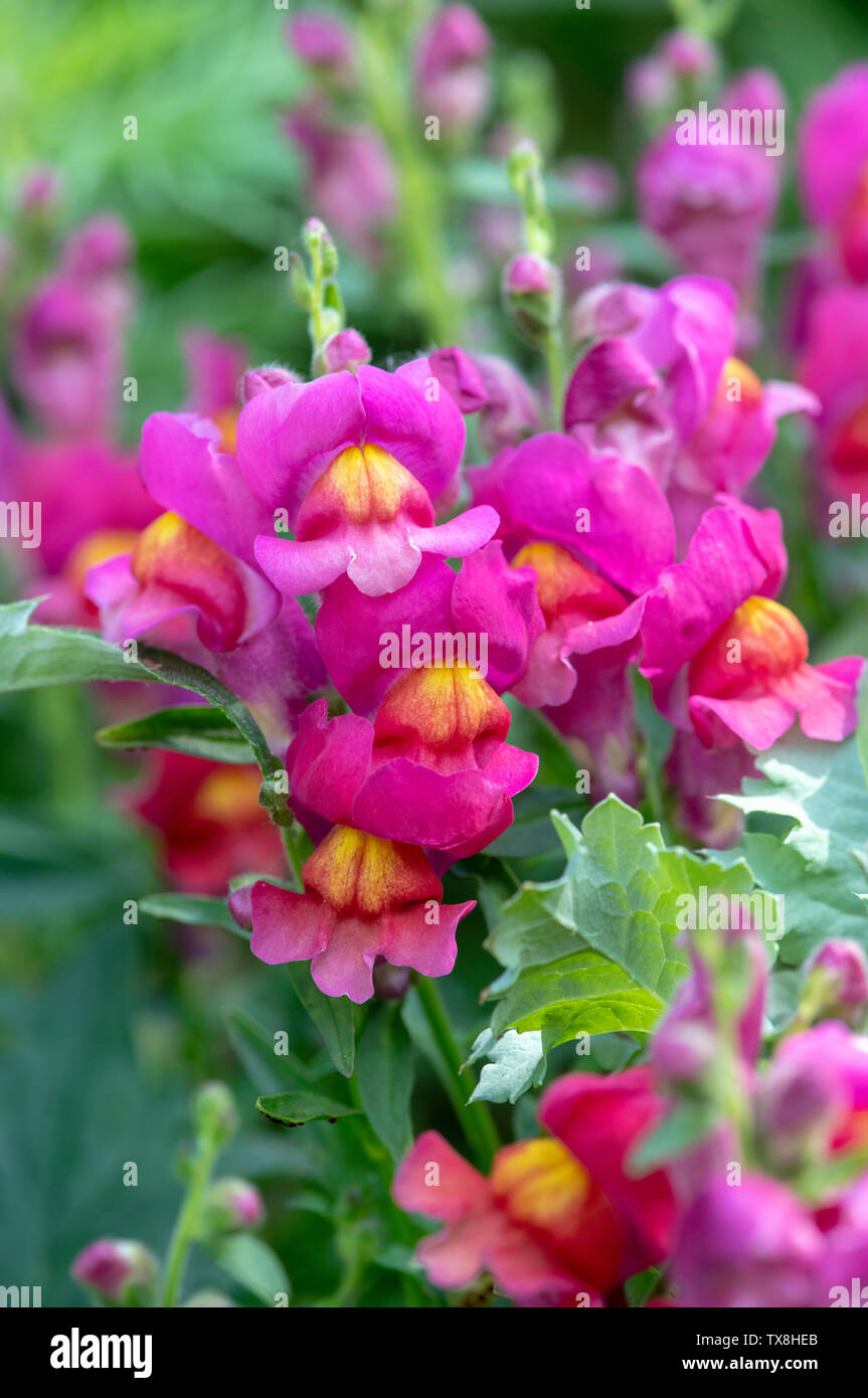 Antirrhinum majus. Snapdragon flower in a garden border Stock Photo