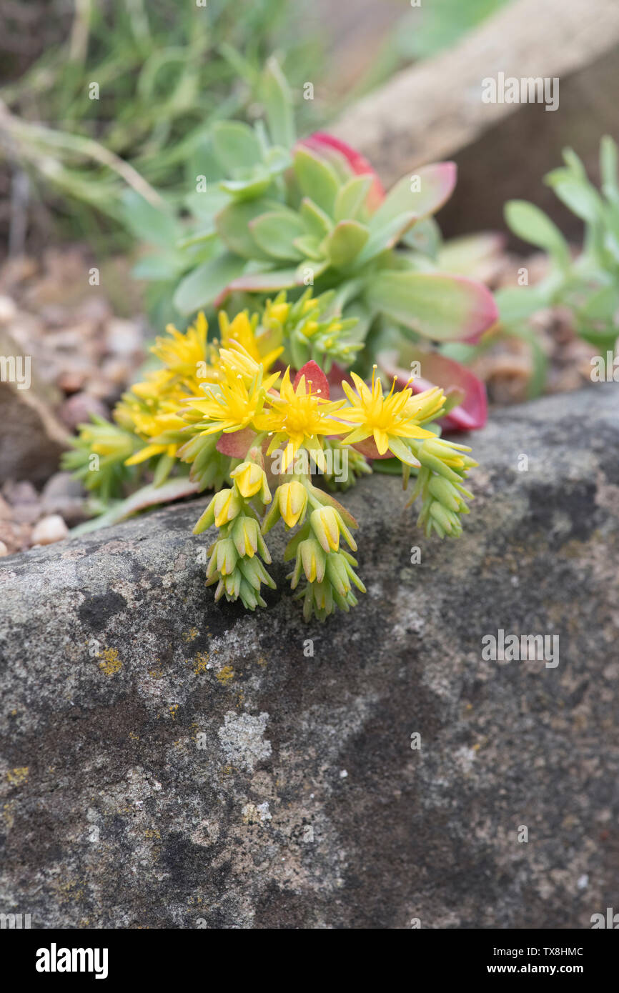 Echeveria flowering in a stone trough Stock Photo