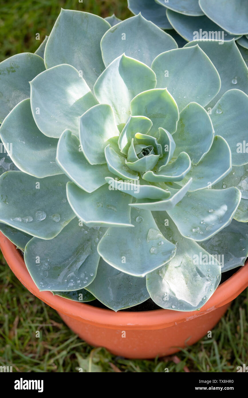 Bluey hires stock photography and images Alamy