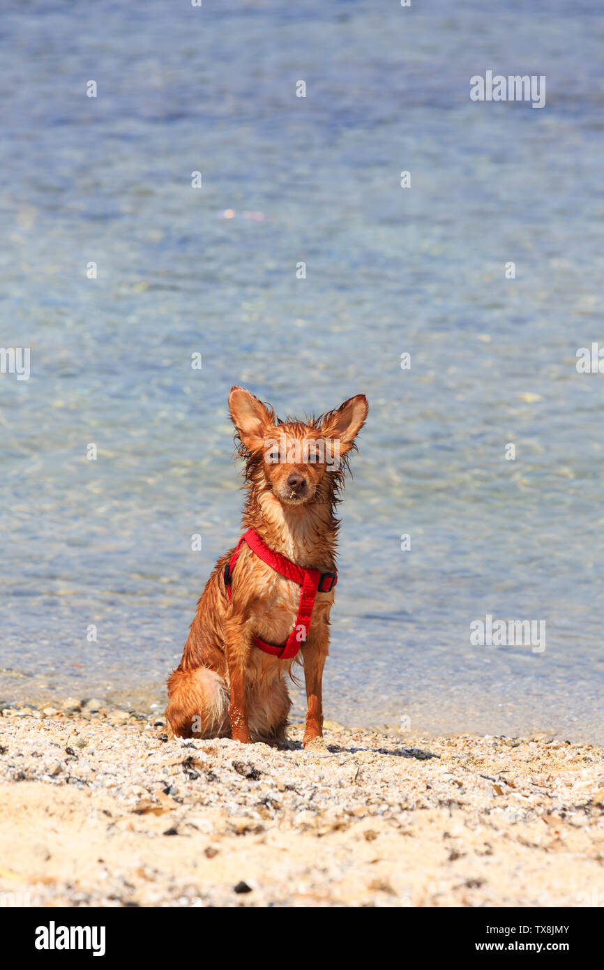 Small dog on the beach after a swim in the sea, Potamos, Liopetri, Cyprus Stock Photo