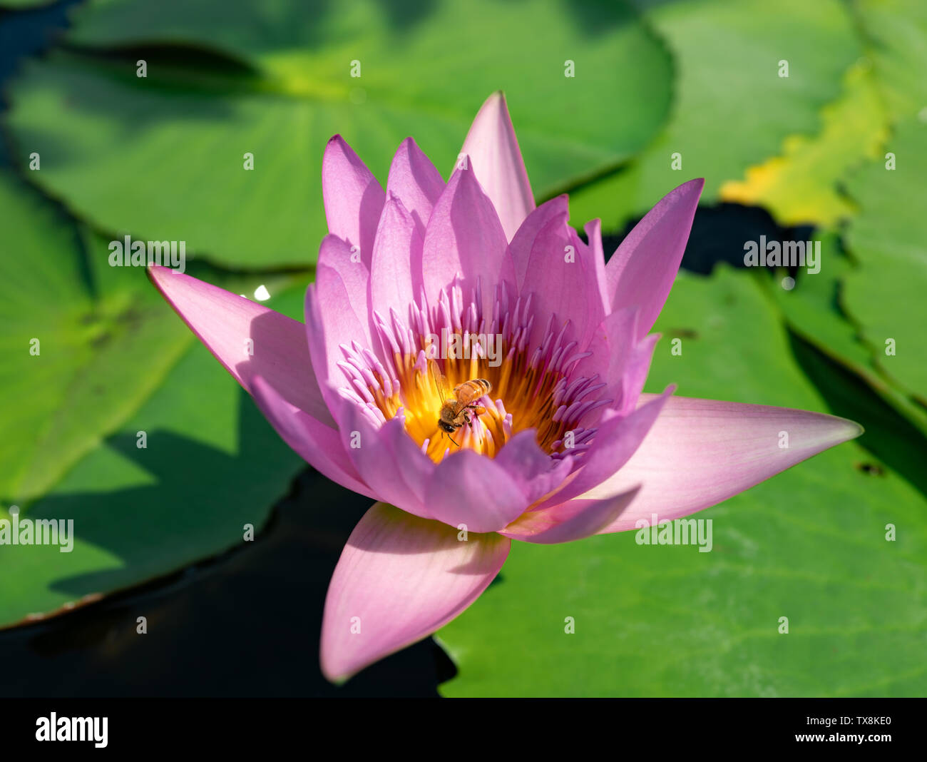 Bees on water lily hi-res stock photography and images - Alamy