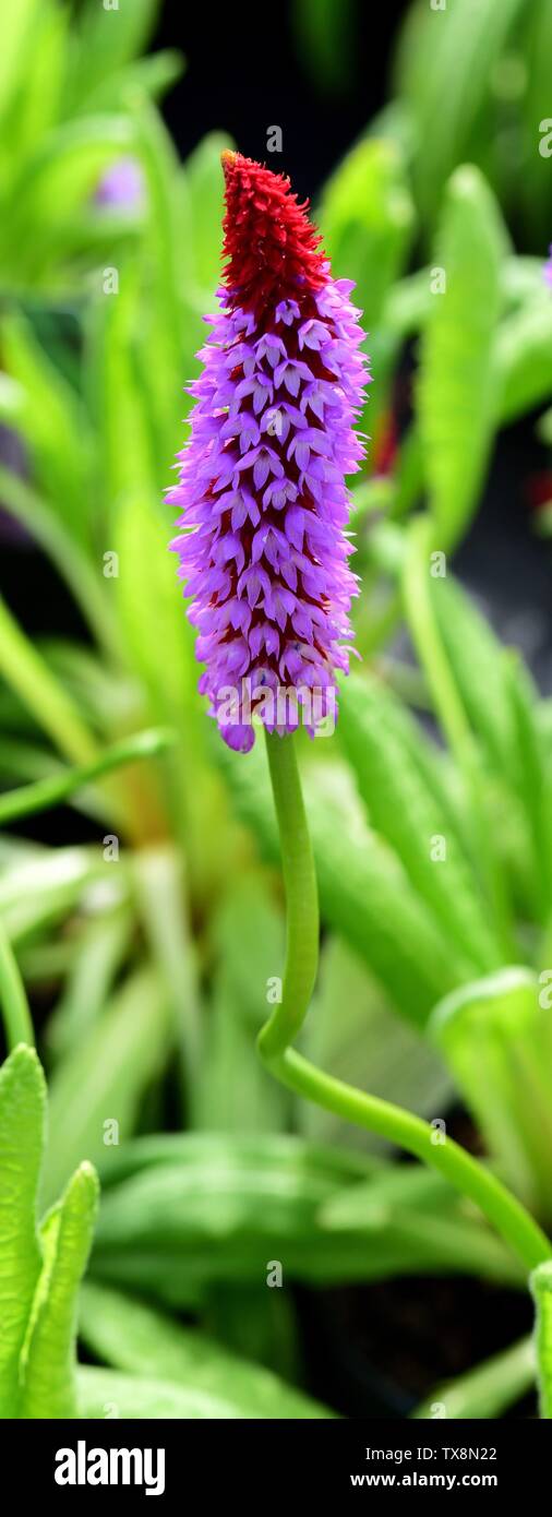 A single bloom of Vial's Primrose. Stock Photo