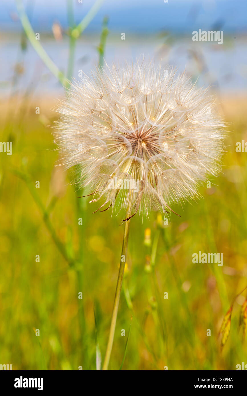 Dandelion field seeds hi-res stock photography and images - Alamy