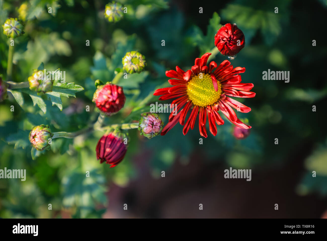 Red chrysanthemum flowers hi-res stock photography and images - Alamy