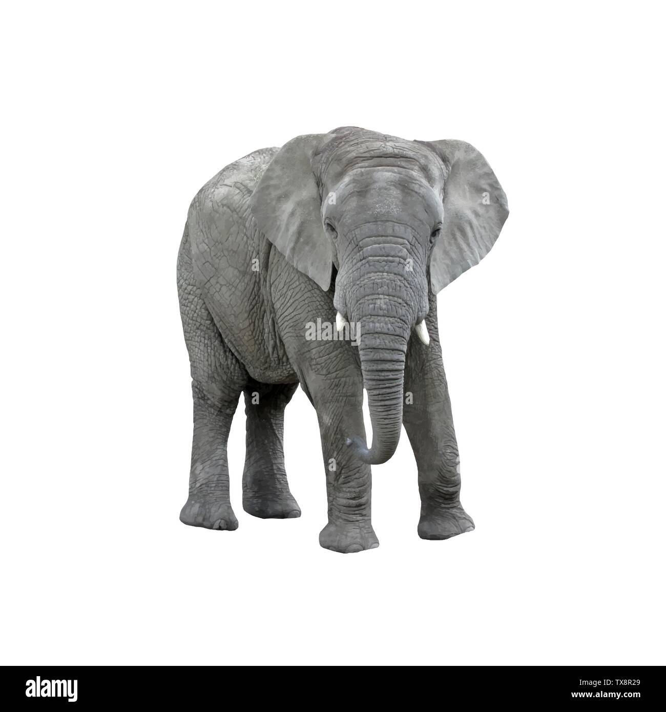 Big Elephant isolated on white background. Vector Stock Vector