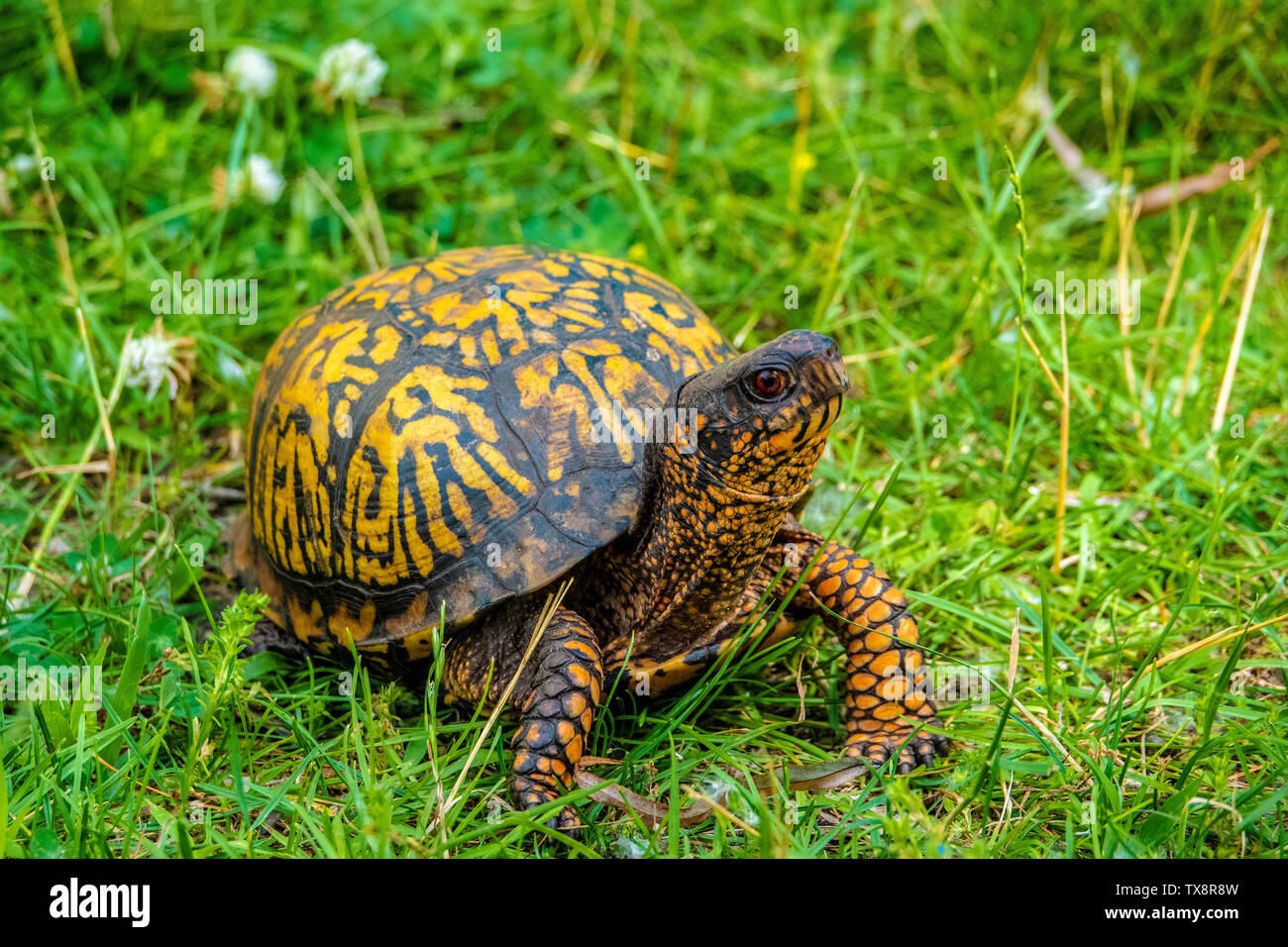 Eastern Box Turtle walking through a grassy field Stock Photo