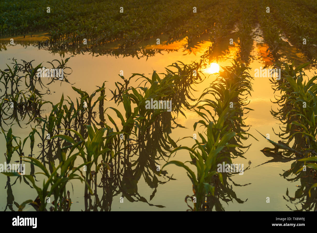 Flooded young corn field plantation with damaged crops in sunset after severe rainy season that will impact the yield of cultivated plant Stock Photo