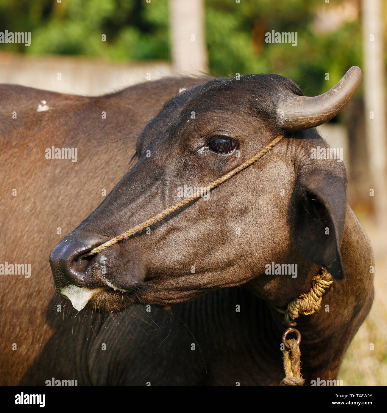 Indian black beef with ear stud on grass field Stock Photo