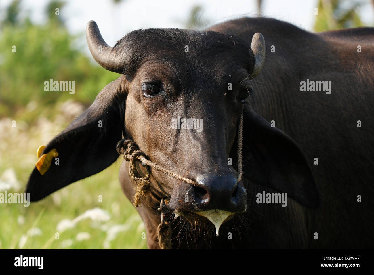 Indian black beef with ear stud on grass field Stock Photo