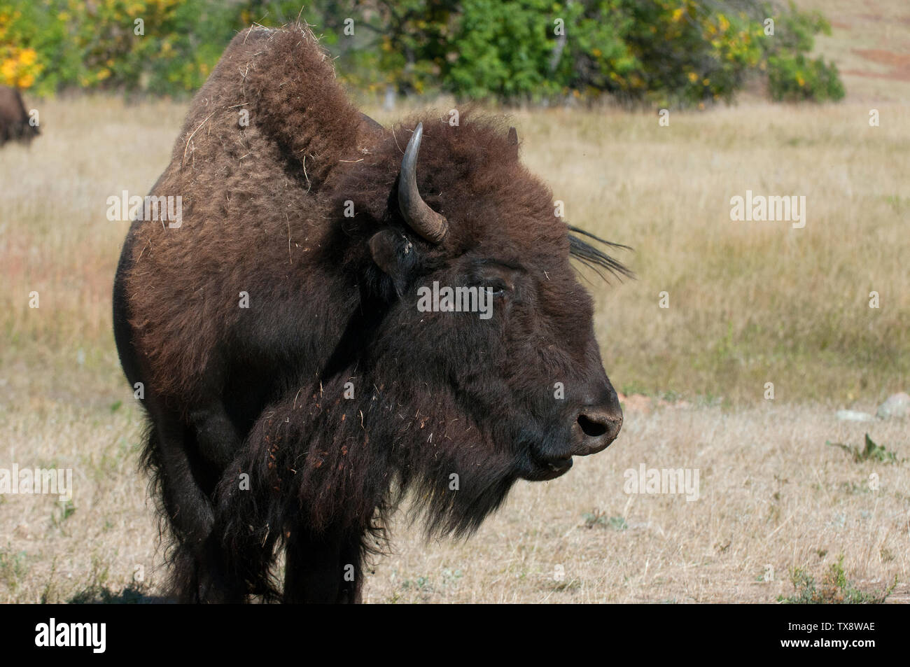 American bison (Bison bison) in Custer State Park, Black Hills, South