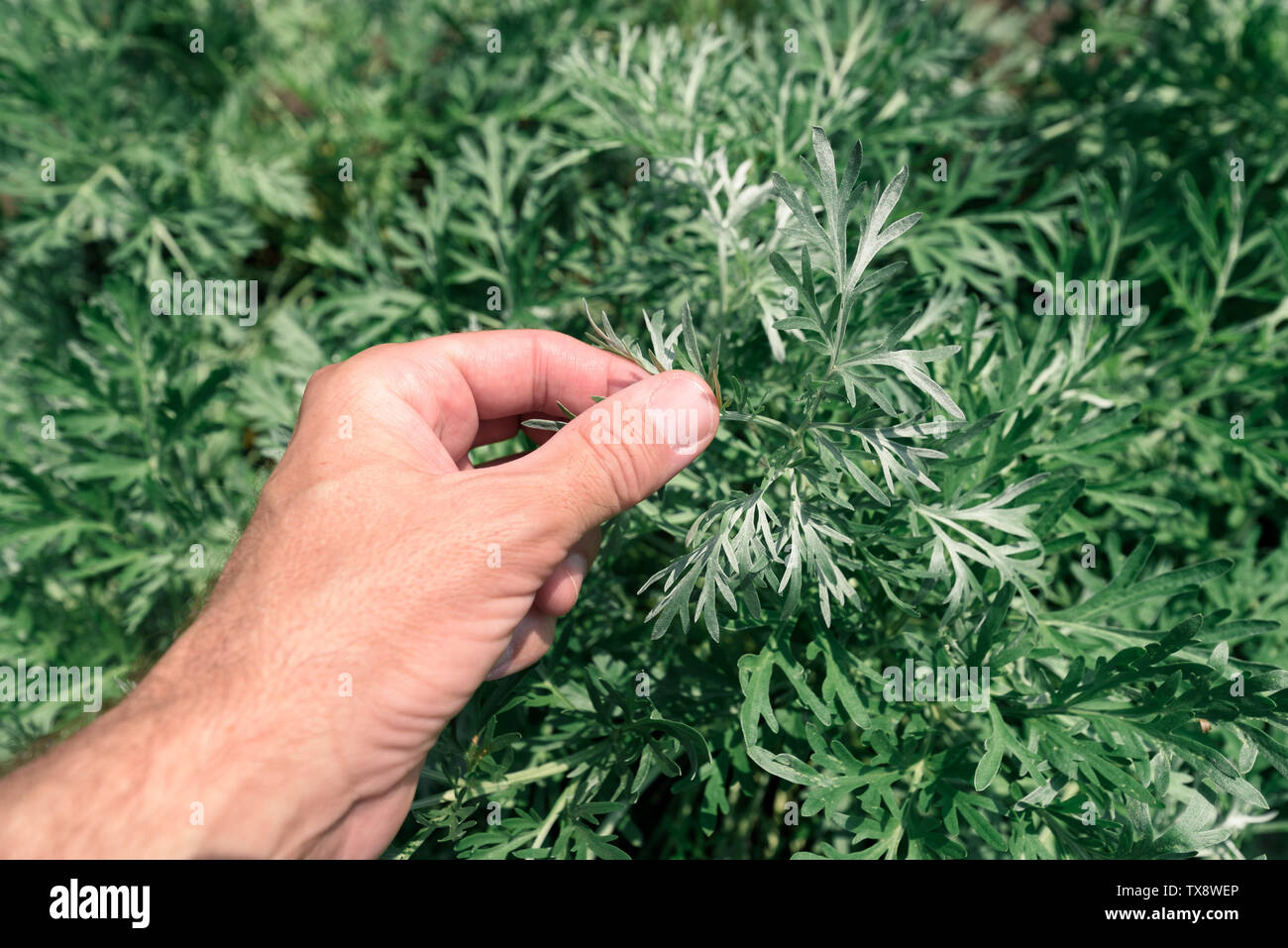 Common wormwood hires stock photography and images Alamy