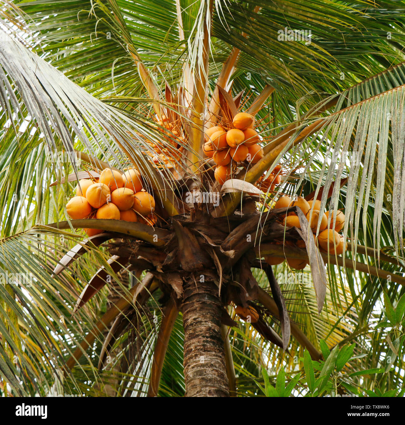 bunch of fresh orange king whole coconuts fruit on coconut/coco tree Kerala India. water of