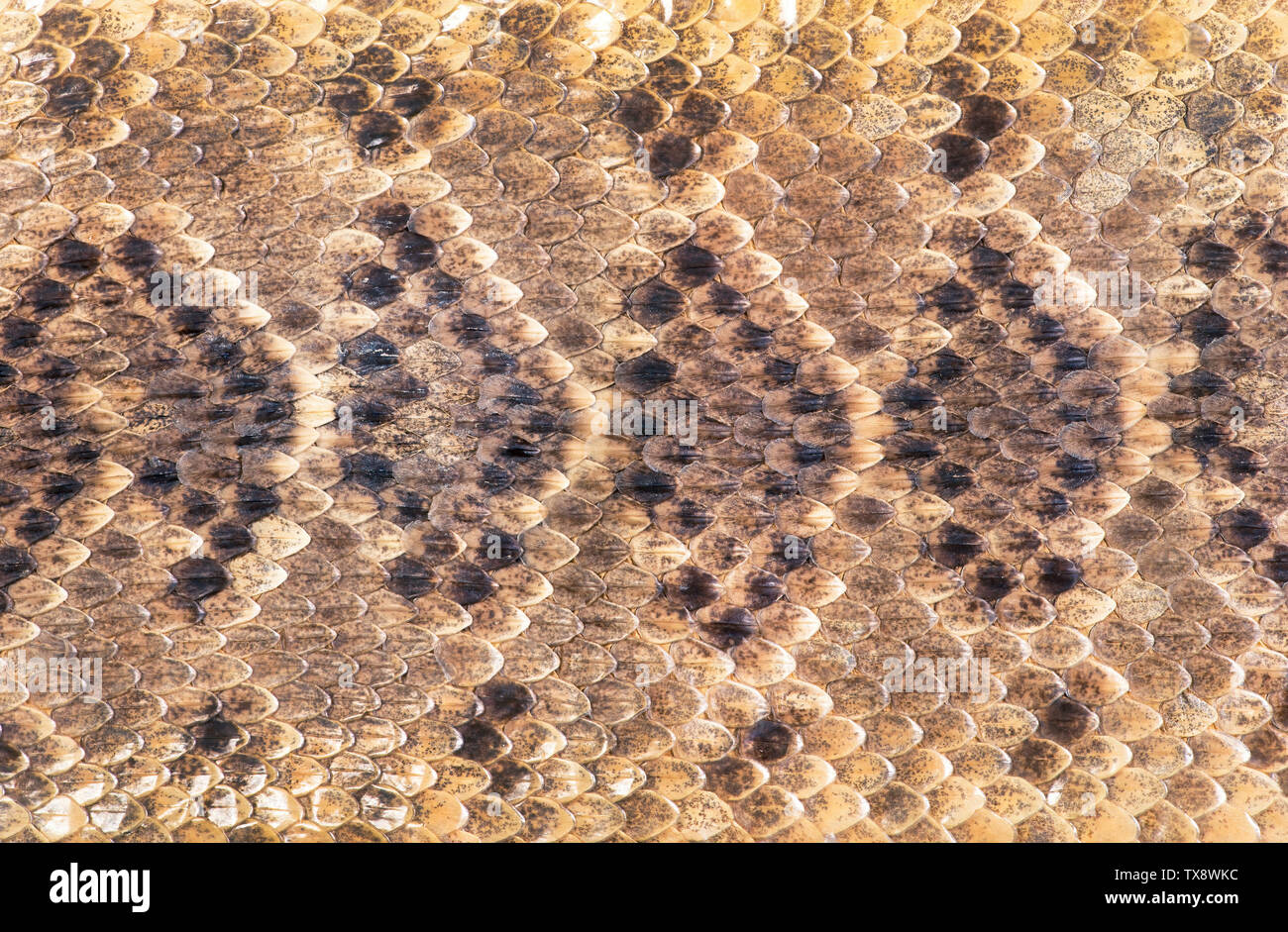 Texas diamondback rattlesnake skin will make for great background. Stock Photo