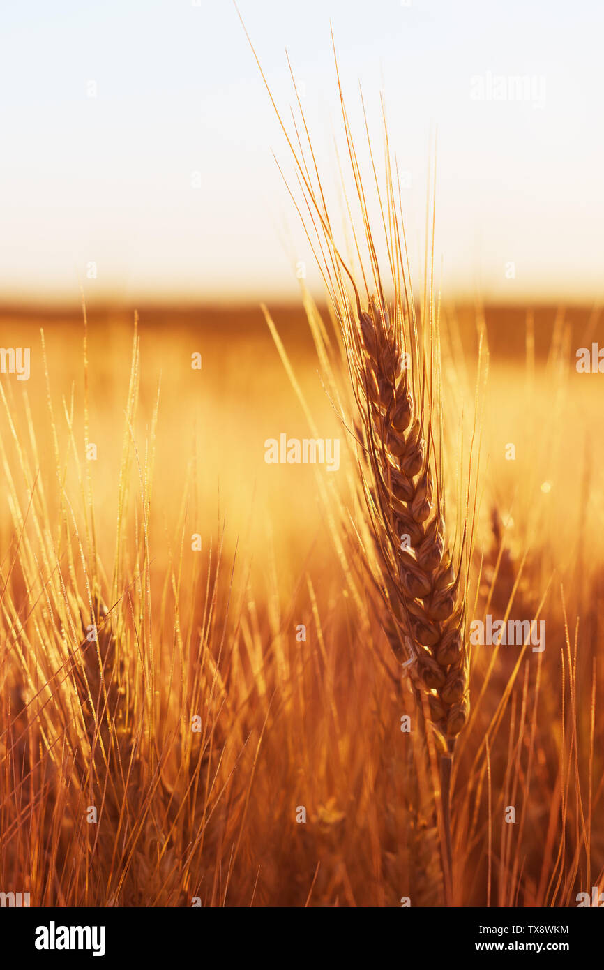 Ripe ears of wheat in cultivated agricultural field in summer sunset Stock Photo