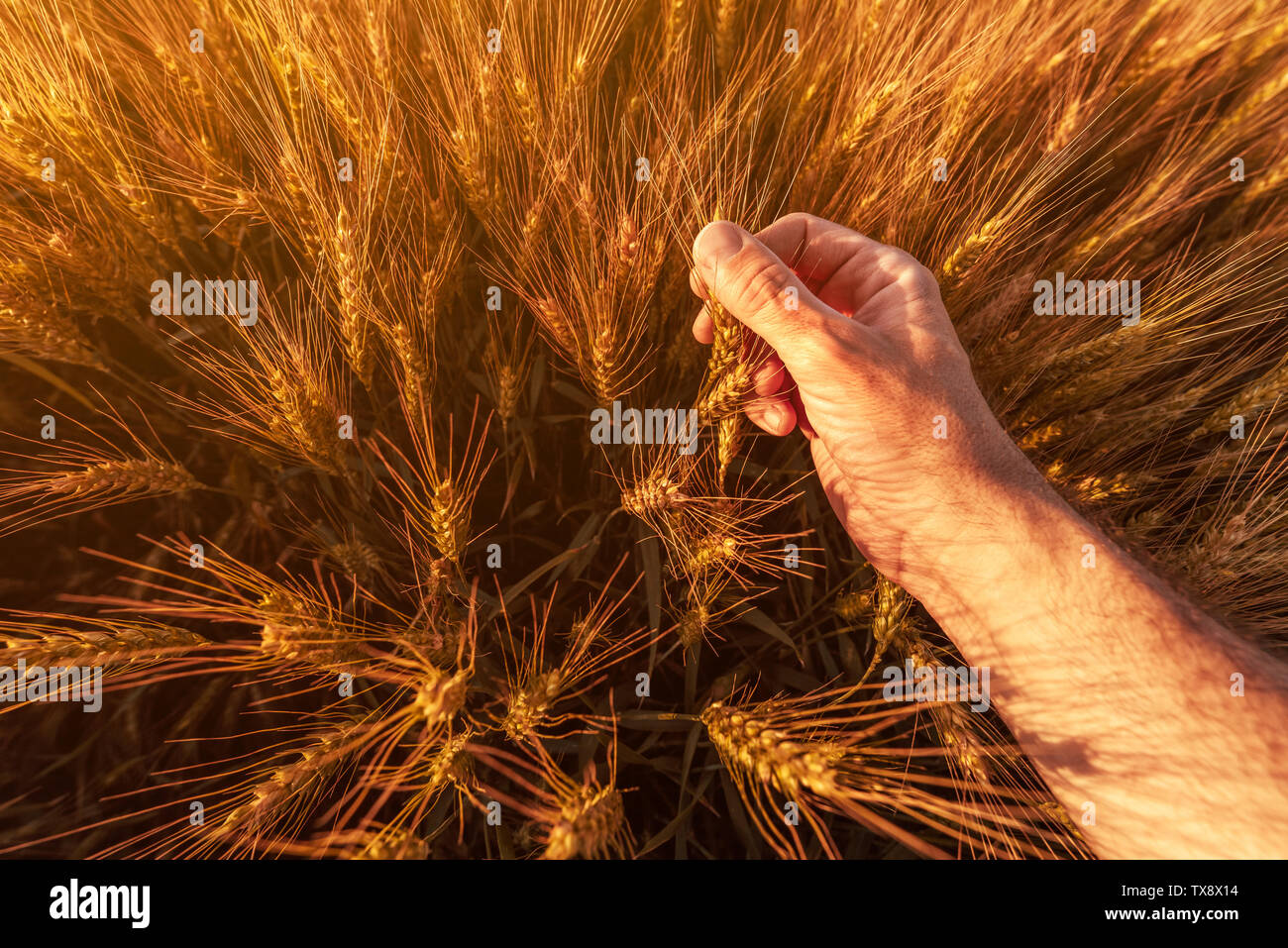 Agronomist farmer is inspecting ripening ears of wheat in field in warm summer sunset. Farm worker analyzing development of cereal crops, close up of Stock Photo