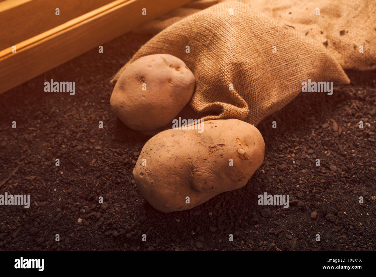 Potato tubers, organic locally grown food production concept, pile of harvested rhizome on the garden soil Stock Photo