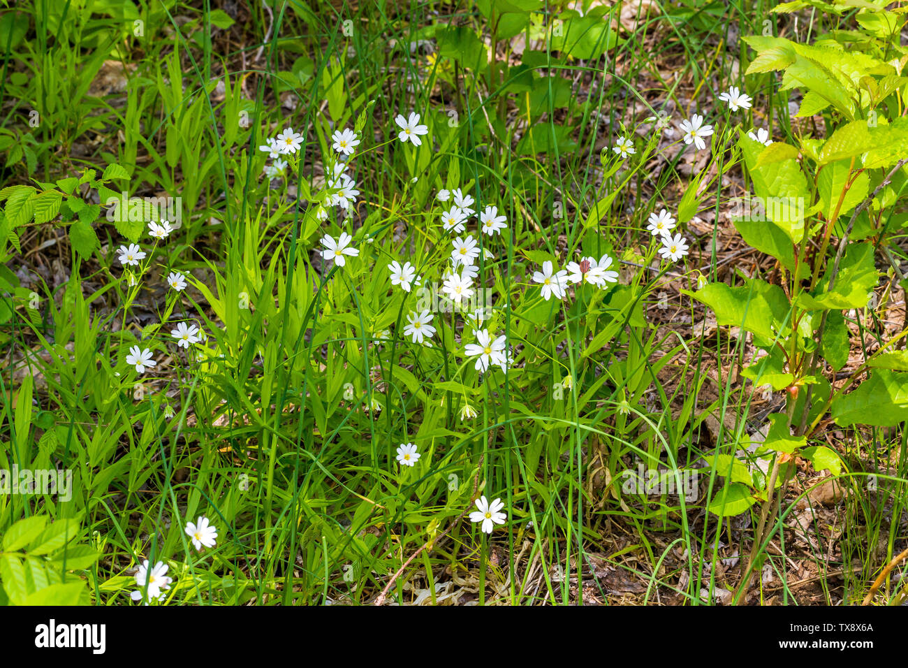 Stellaria field flowers on grass background Stock Photo