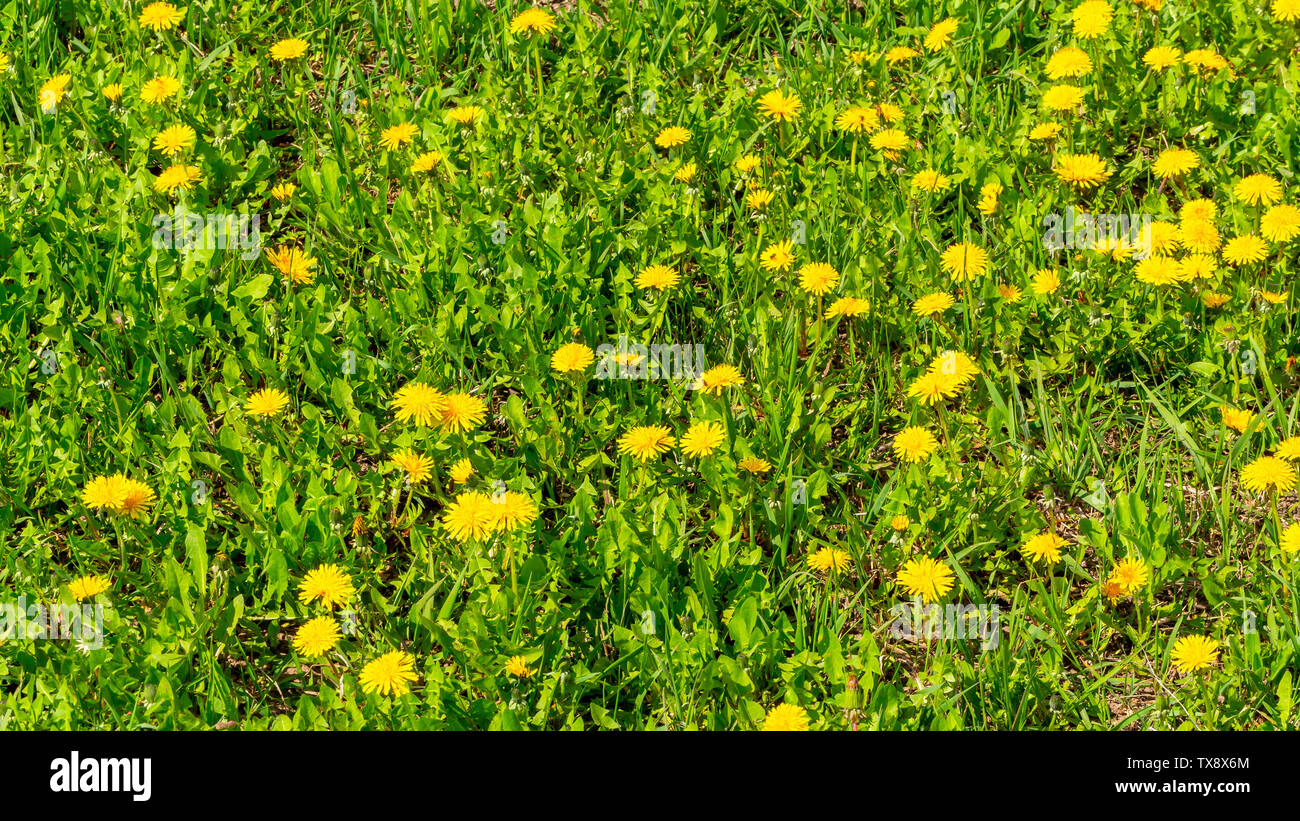 Nature background with dandelion flowers Stock Photo - Alamy