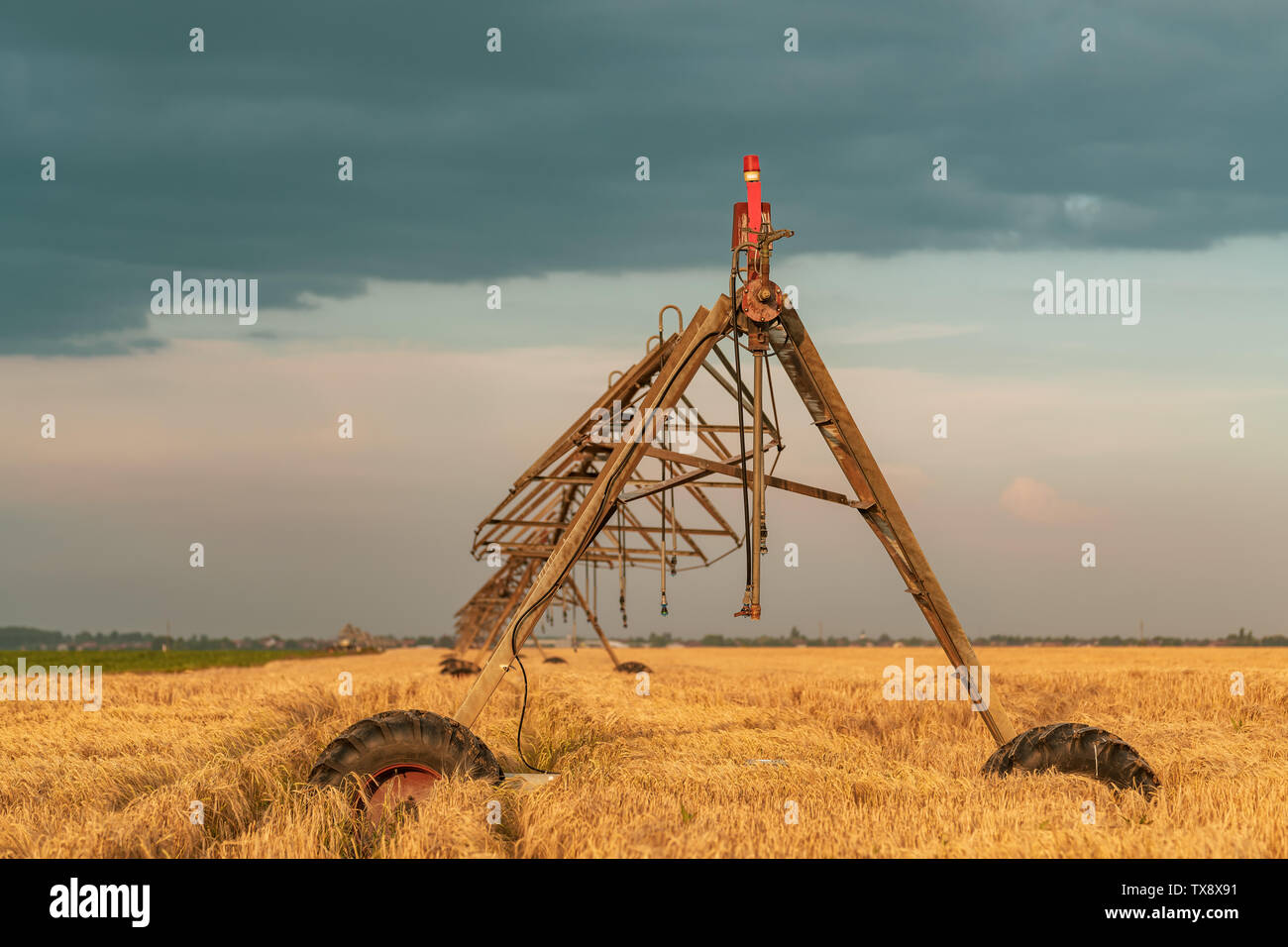 Automated farming irrigation machinery with sprinklers in cultivated ripe barley field for watering crops Stock Photo