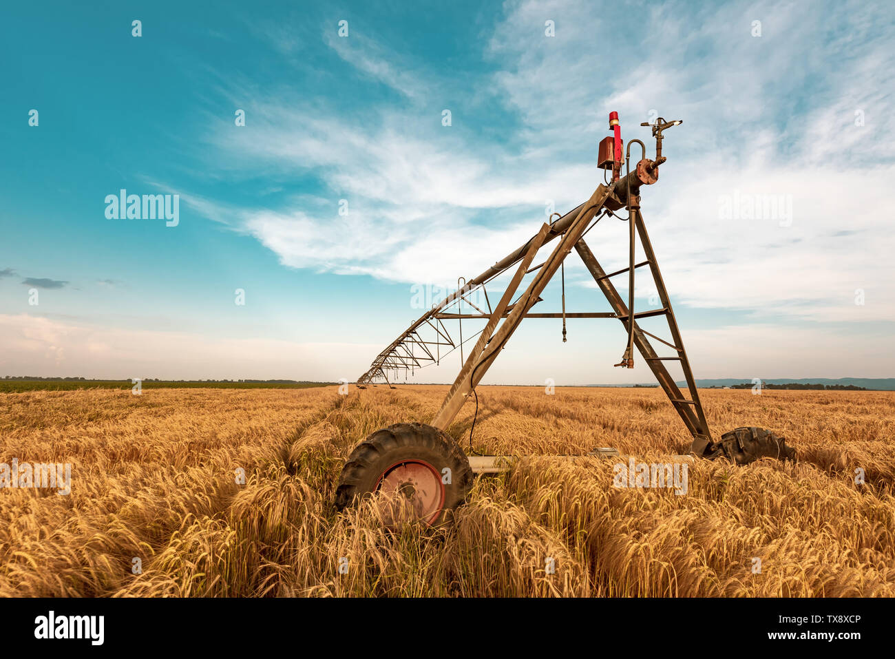 Automated farming irrigation machinery with sprinklers in cultivated ripe barley field for watering crops Stock Photo