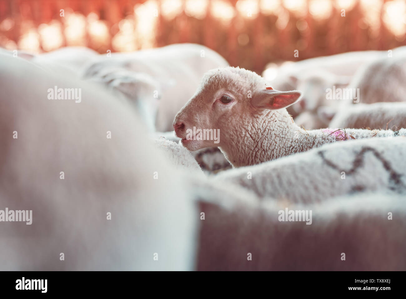 Lamb in sheep pen on dairy farm, cute young animals in paddock Stock Photo