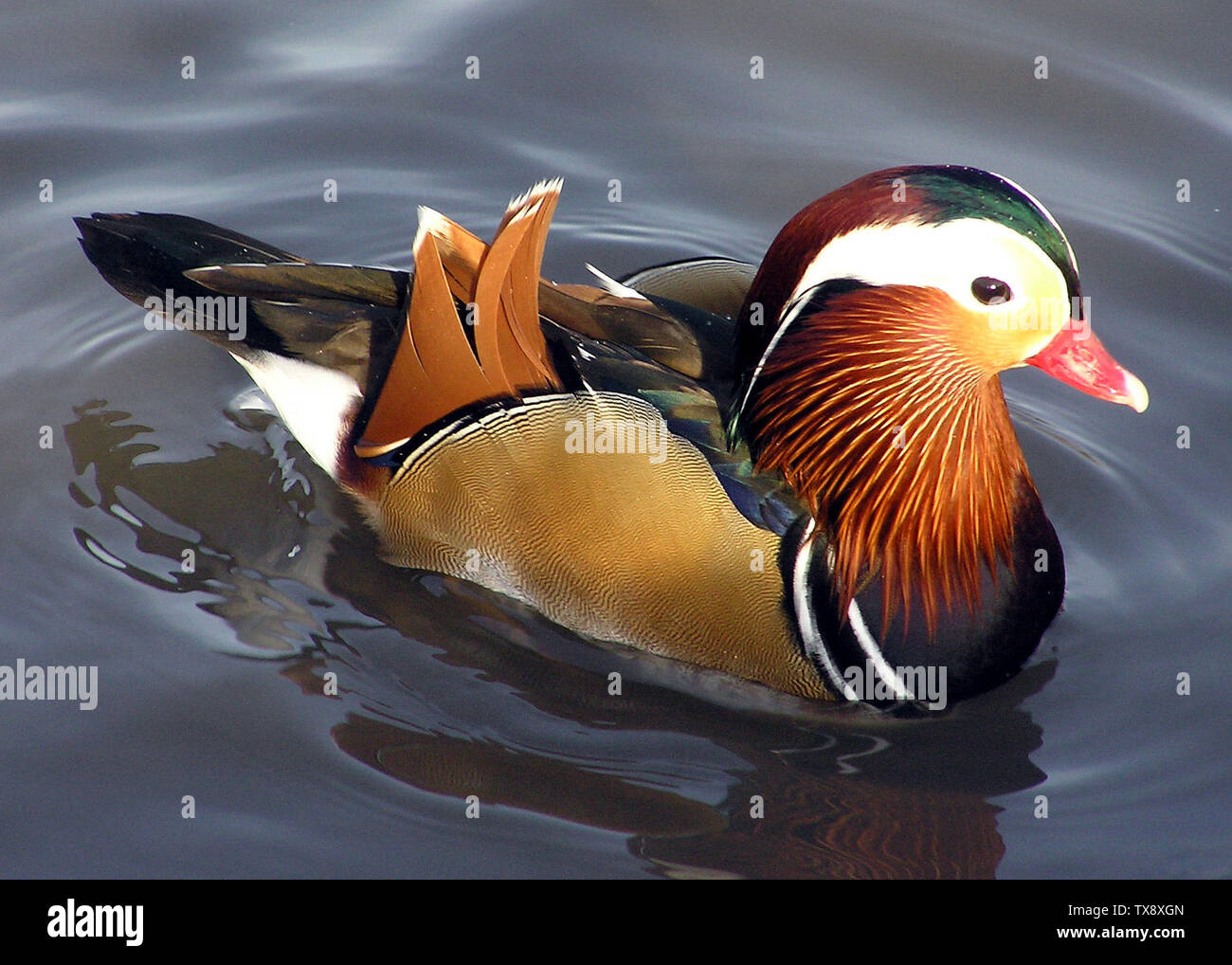 Ooe High Resolution Stock Photography And Images Alamy