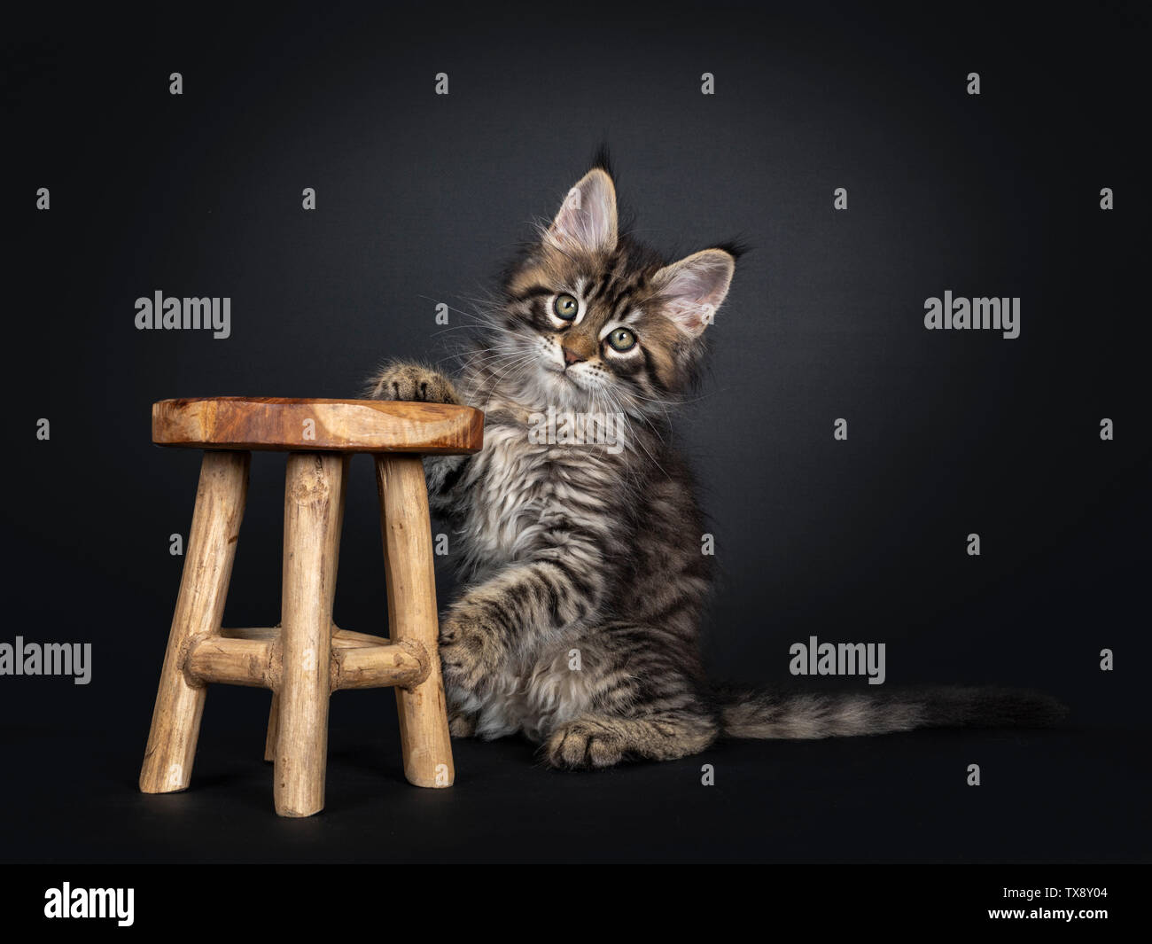 Very cute black tabby Maine Coon cat kitten, sitting on hind paws