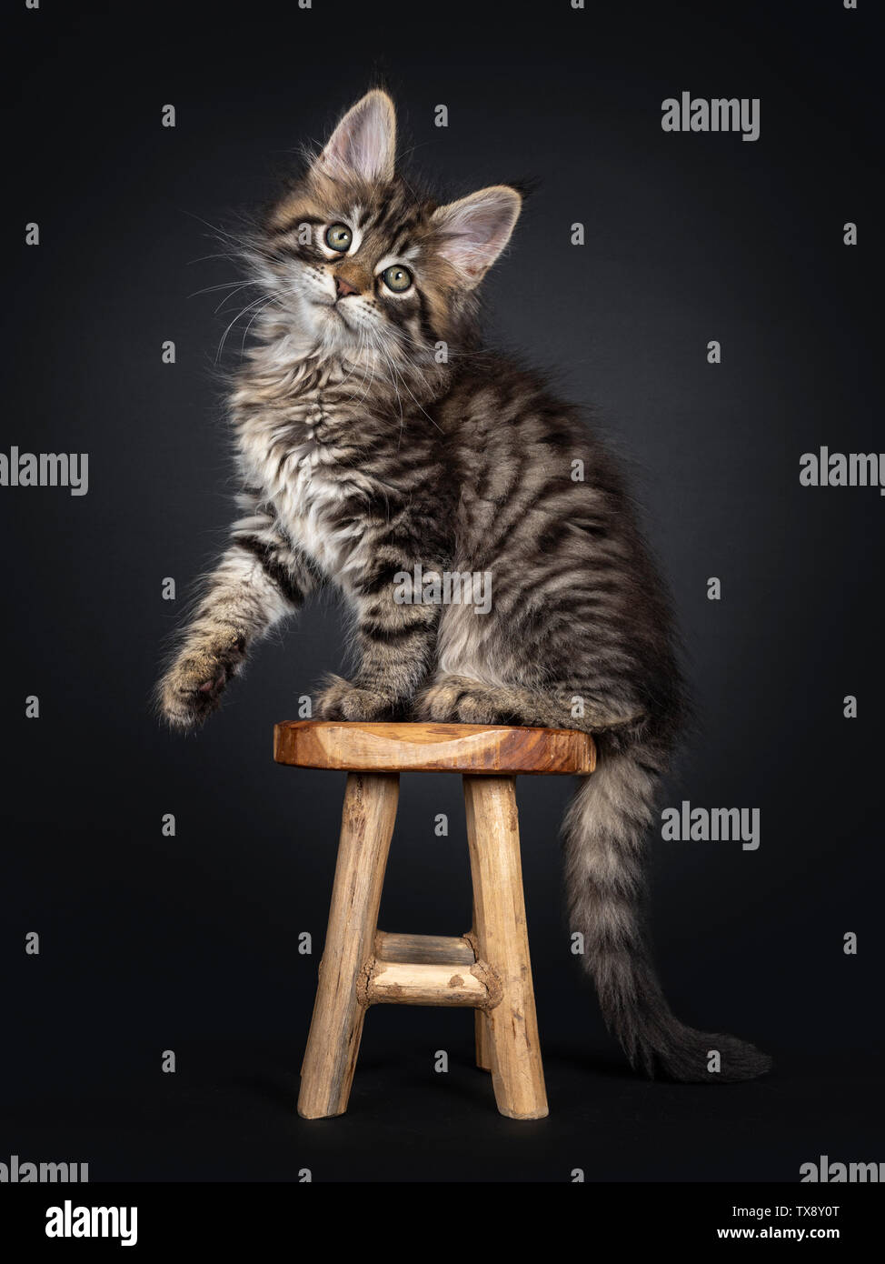 Very cute black tabby Maine Coon cat kitten, sitting side ways on tiny