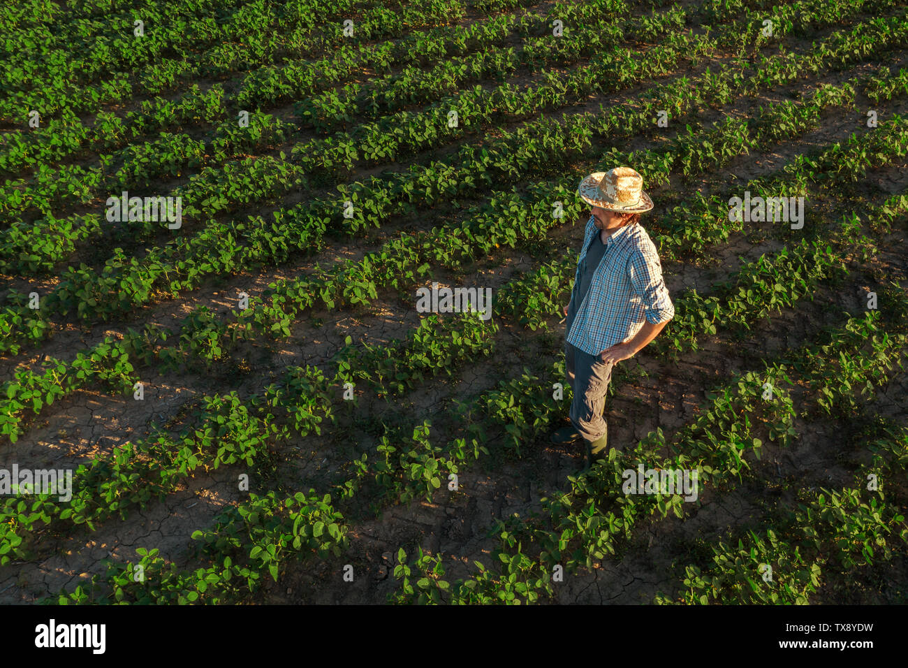 Soybean cultivation hi-res stock photography and images - Alamy