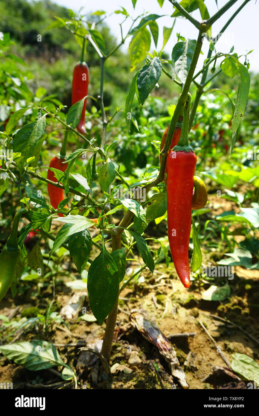 Pepper, chili plant, chili tree Stock Photo - Alamy