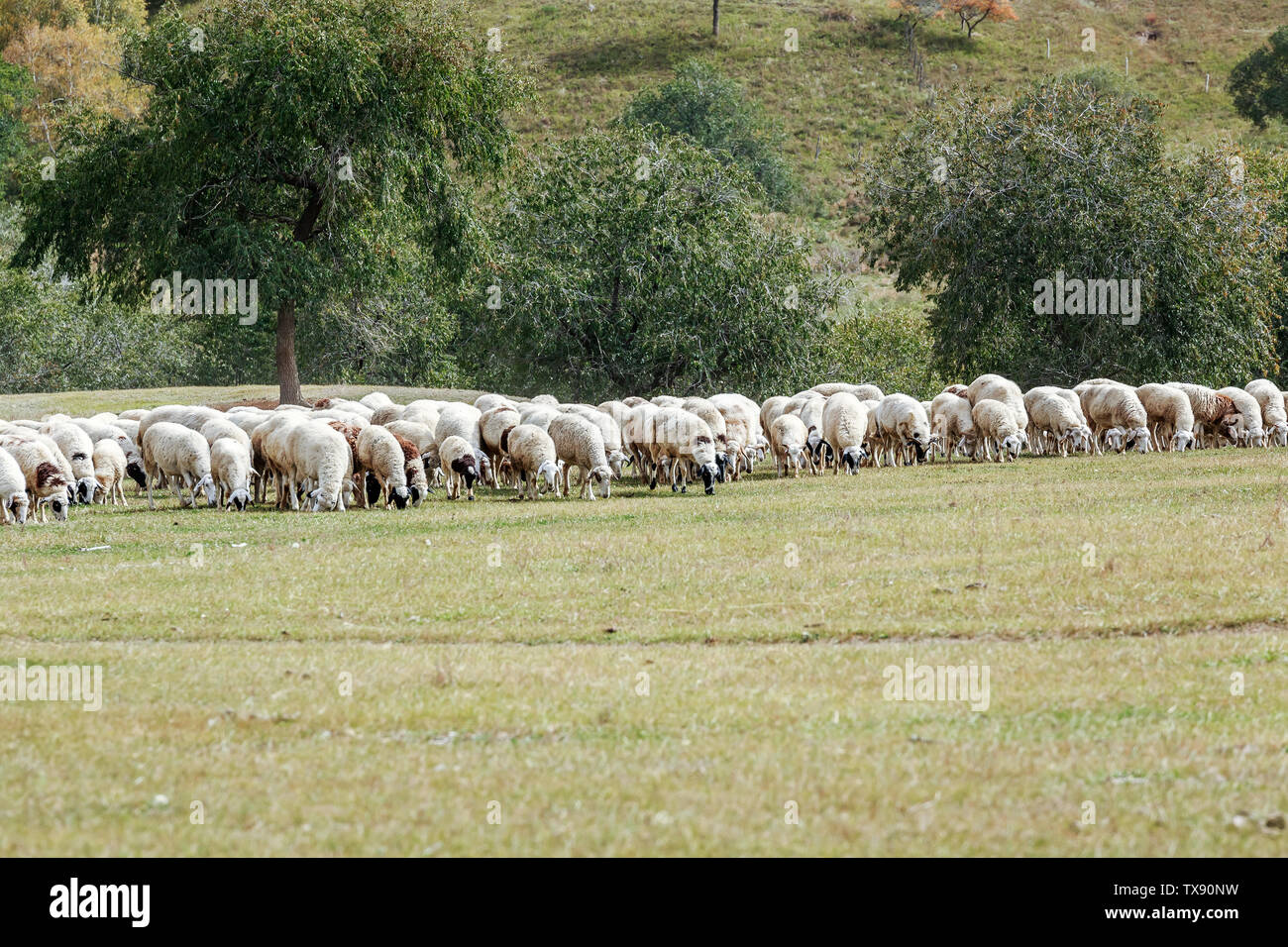 A flock of sheep grazing on a autumn ranch Stock Photo - Alamy