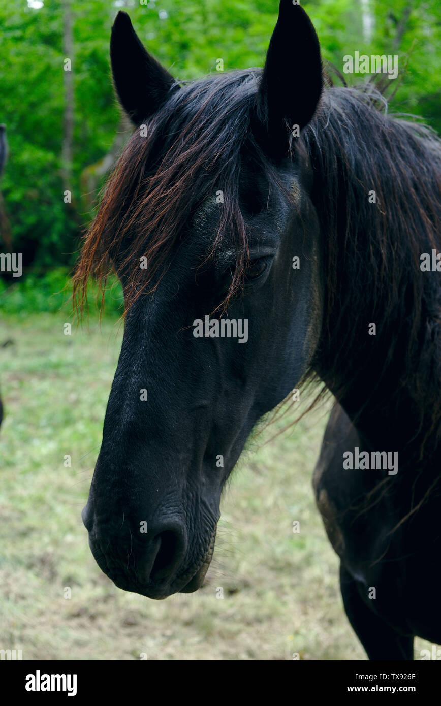 Portrait black horse hi-res stock photography and images - Alamy
