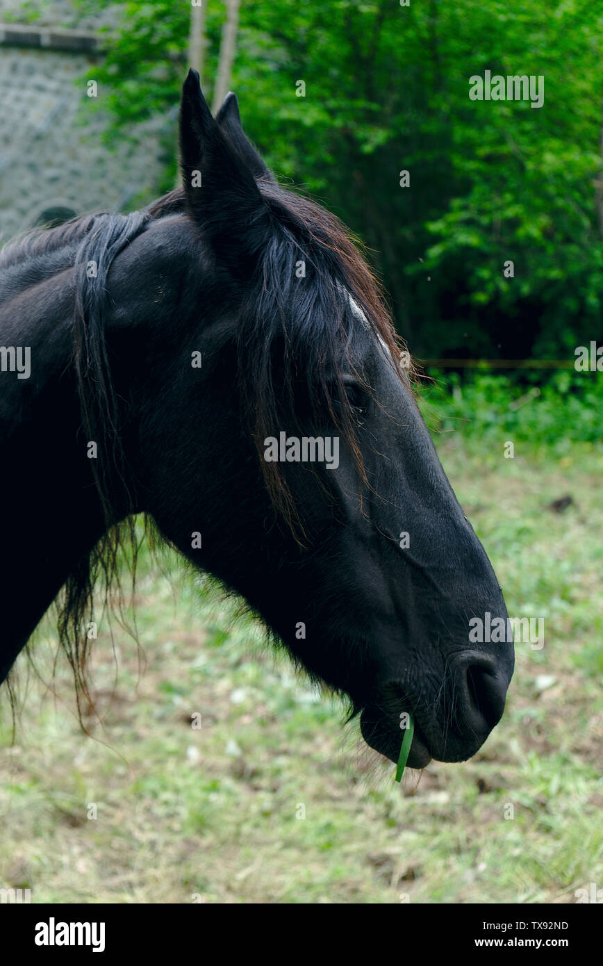 Portrait black horse hi-res stock photography and images - Alamy