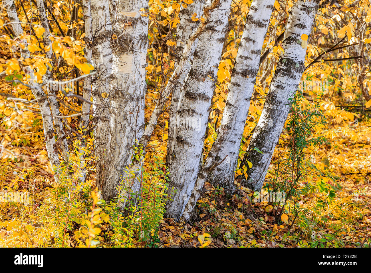 The birch forest on the golden autumn dam Stock Photo - Alamy