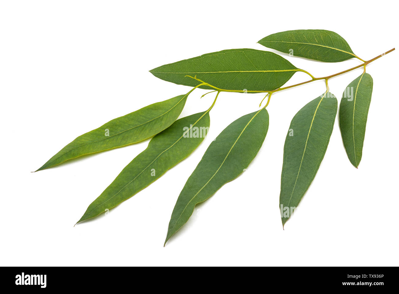 Eucalyptus branch   isolated on white background Stock Photo
