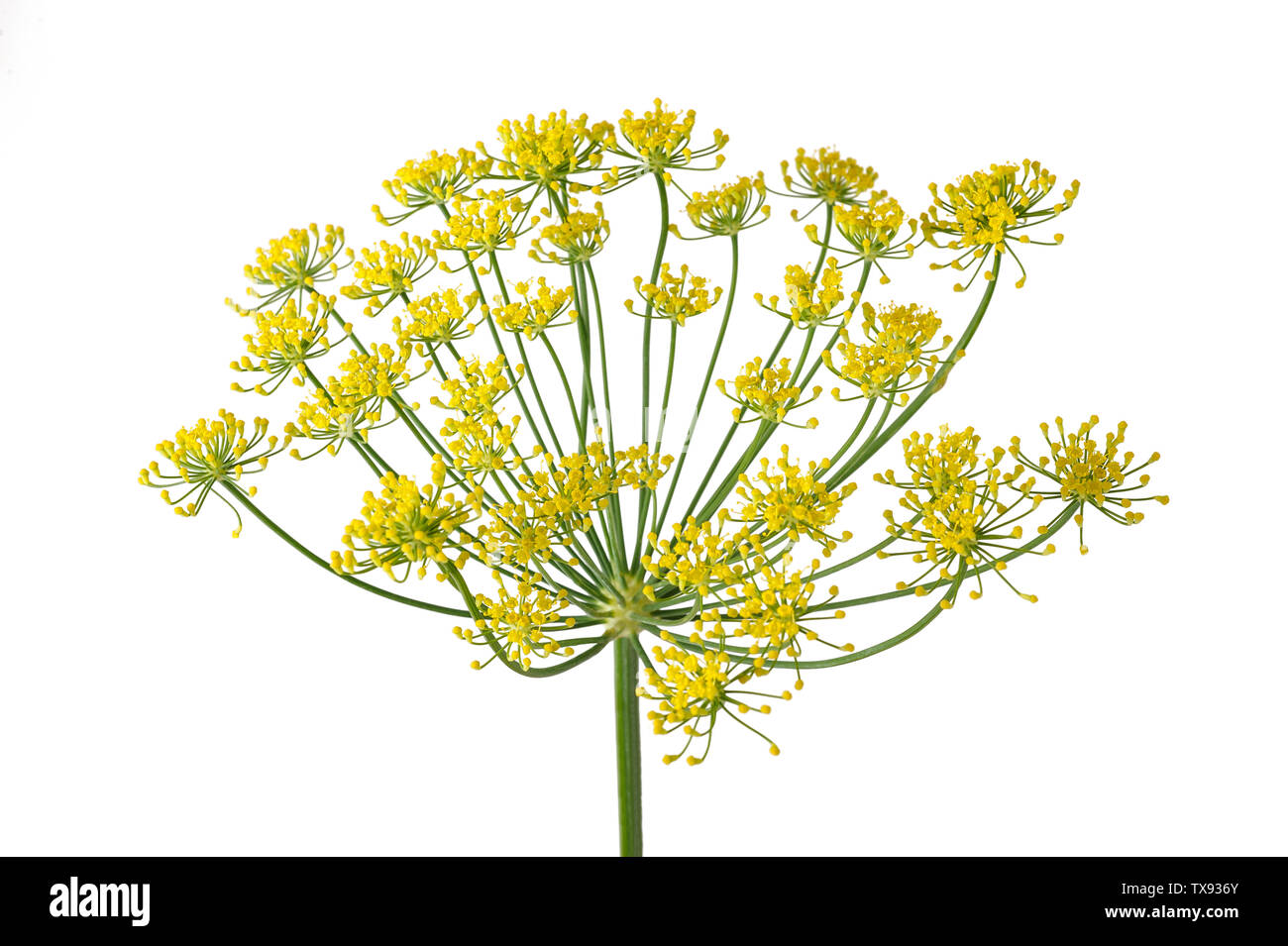 Wild fennel flowers isolated on white background Stock Photo Alamy