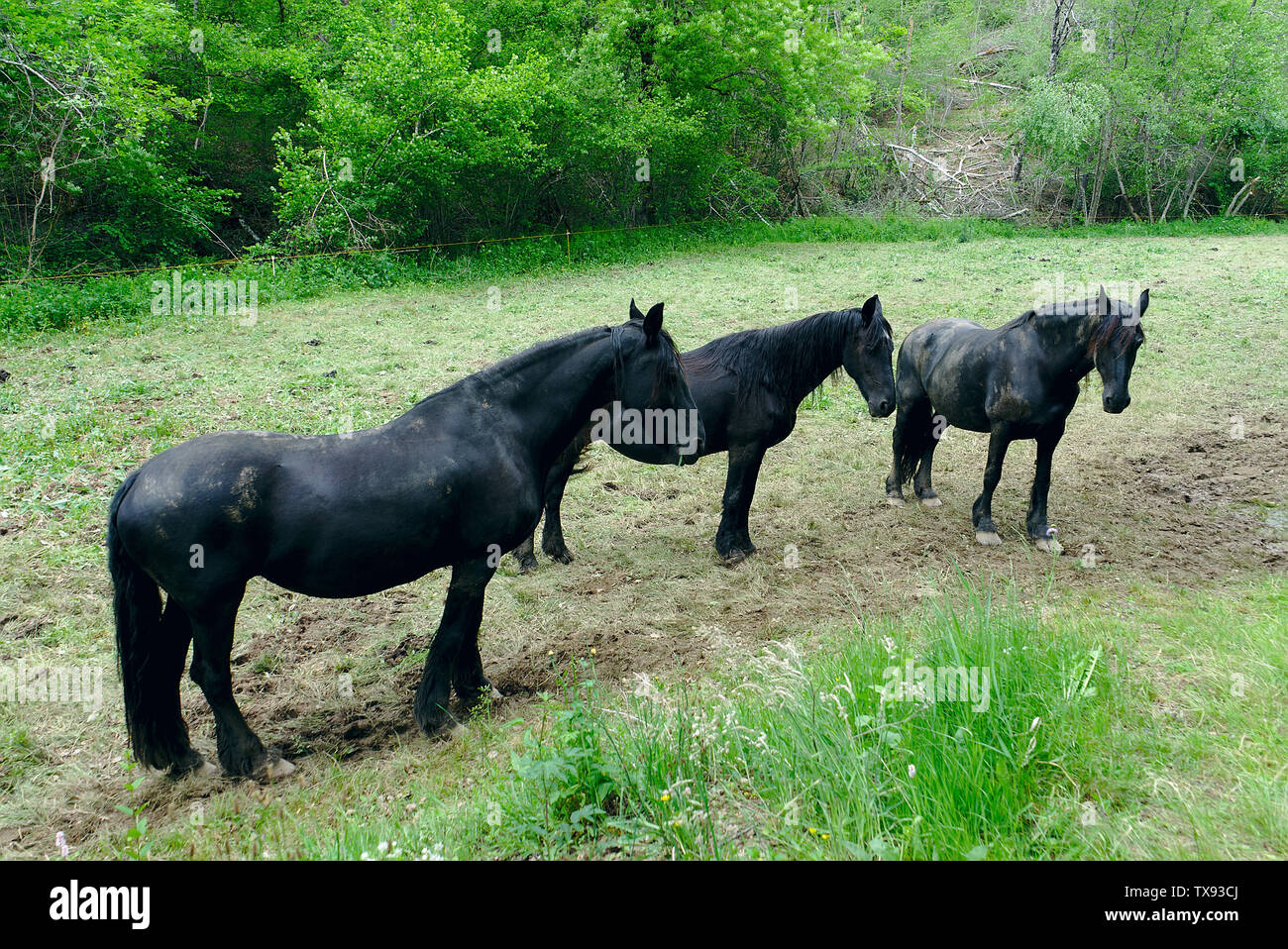 three peaceful black horses in a meadow Stock Photo Alamy
